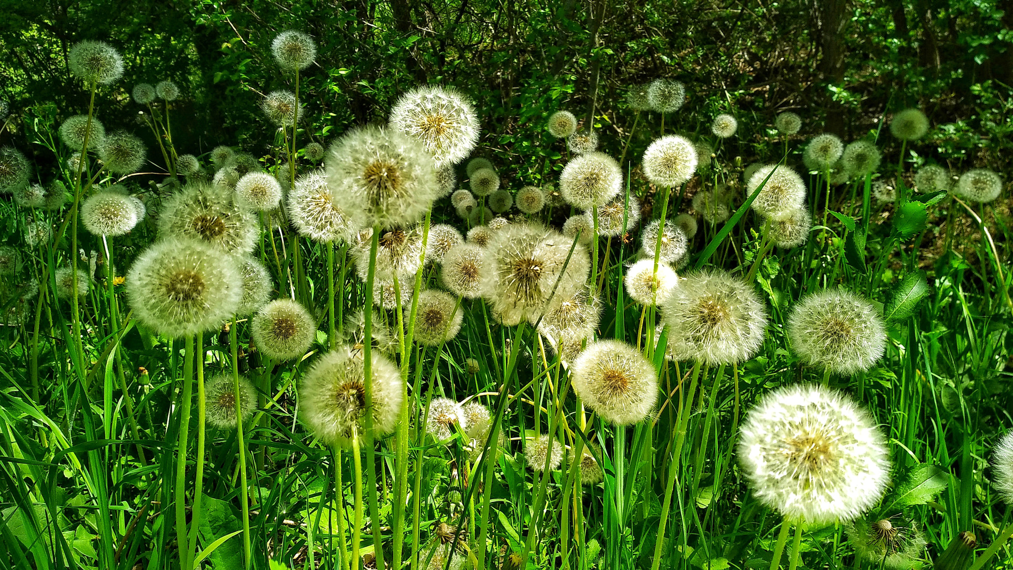 Xiaomi MI MAX 2 sample photo. Waiting for the wind photography