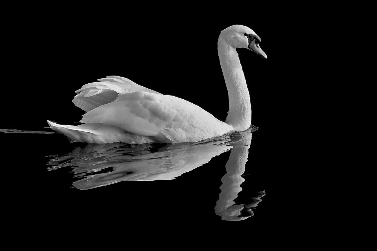 Canon EOS 500D (EOS Rebel T1i / EOS Kiss X3) sample photo. Swan photography