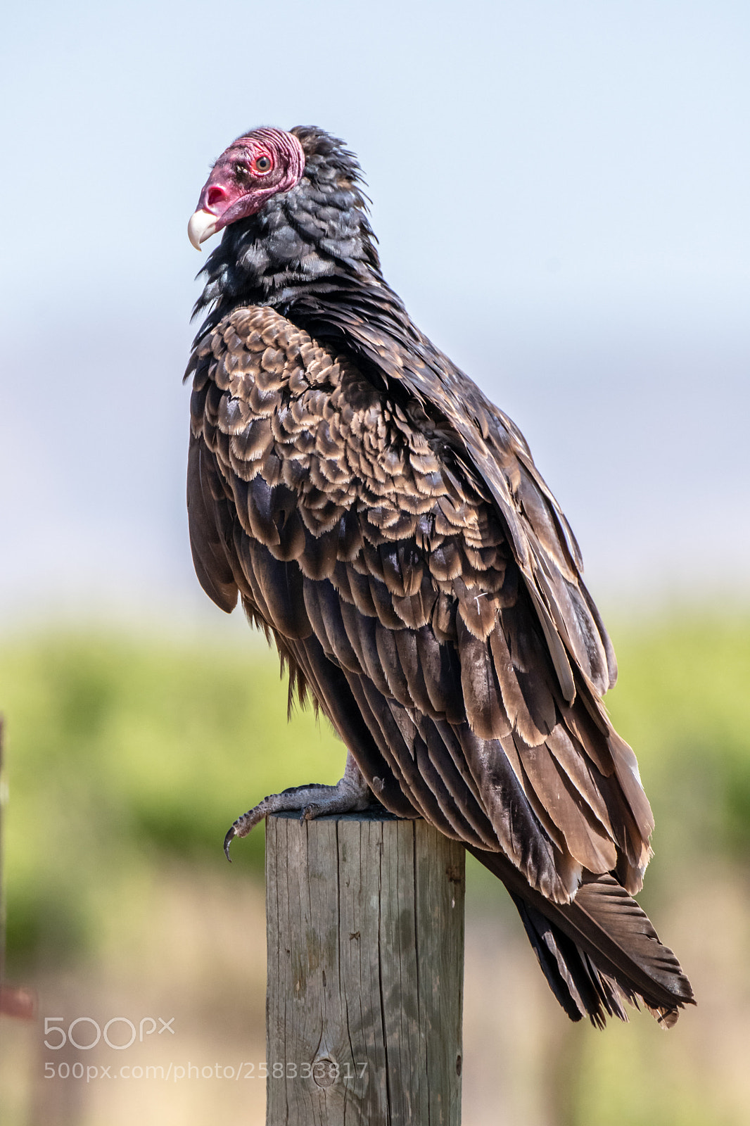 Nikon D500 sample photo. Turkey vulture photography