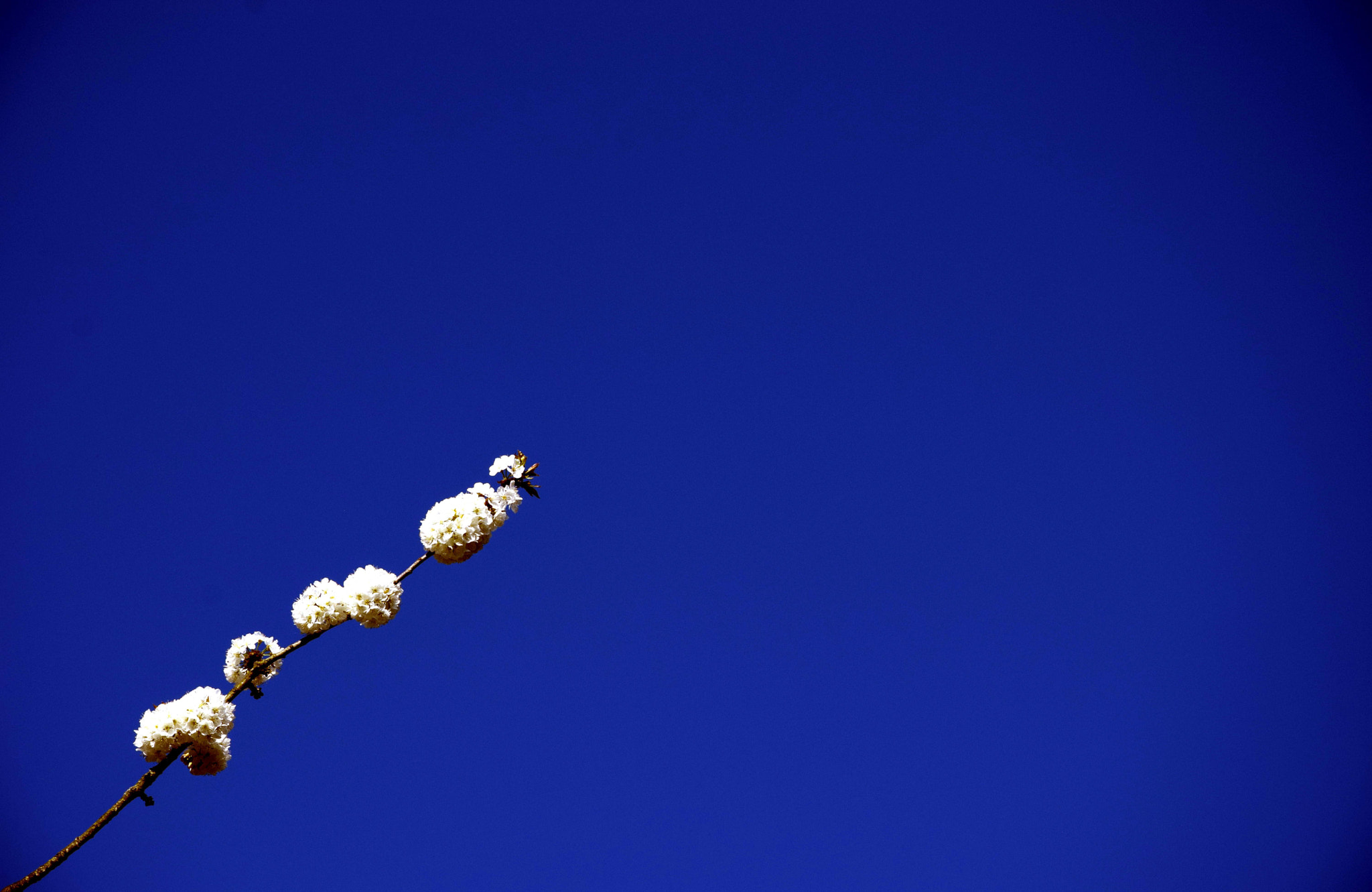 Nikon D5300 sample photo. Twig in the sky photography