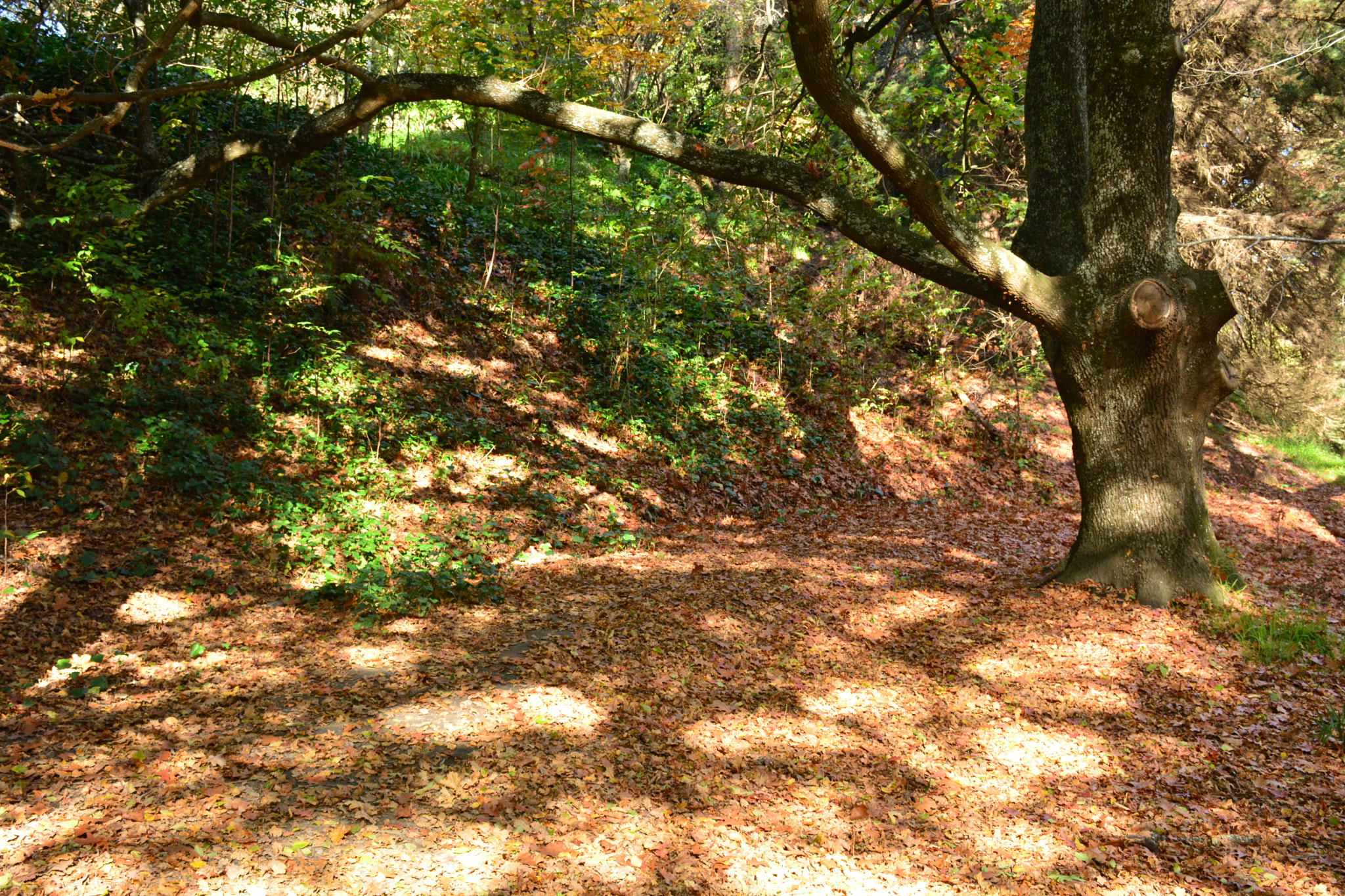 Nikon D5200 sample photo