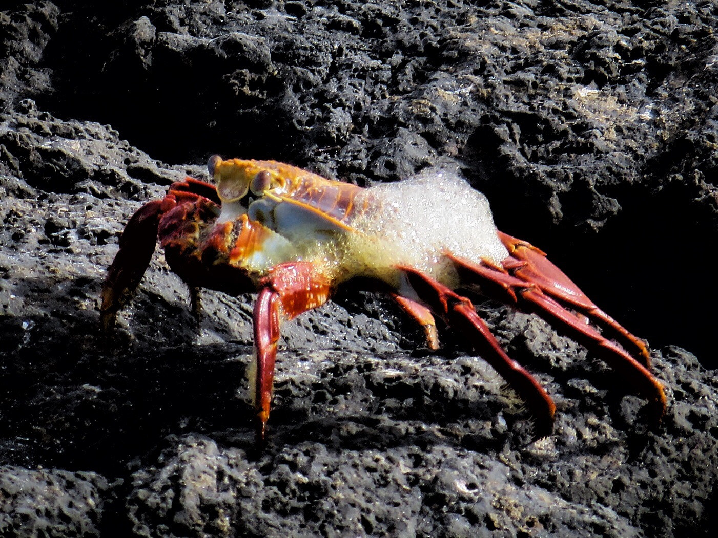 Canon PowerShot SX280 HS sample photo. Foaming sally lightfoot crab photography