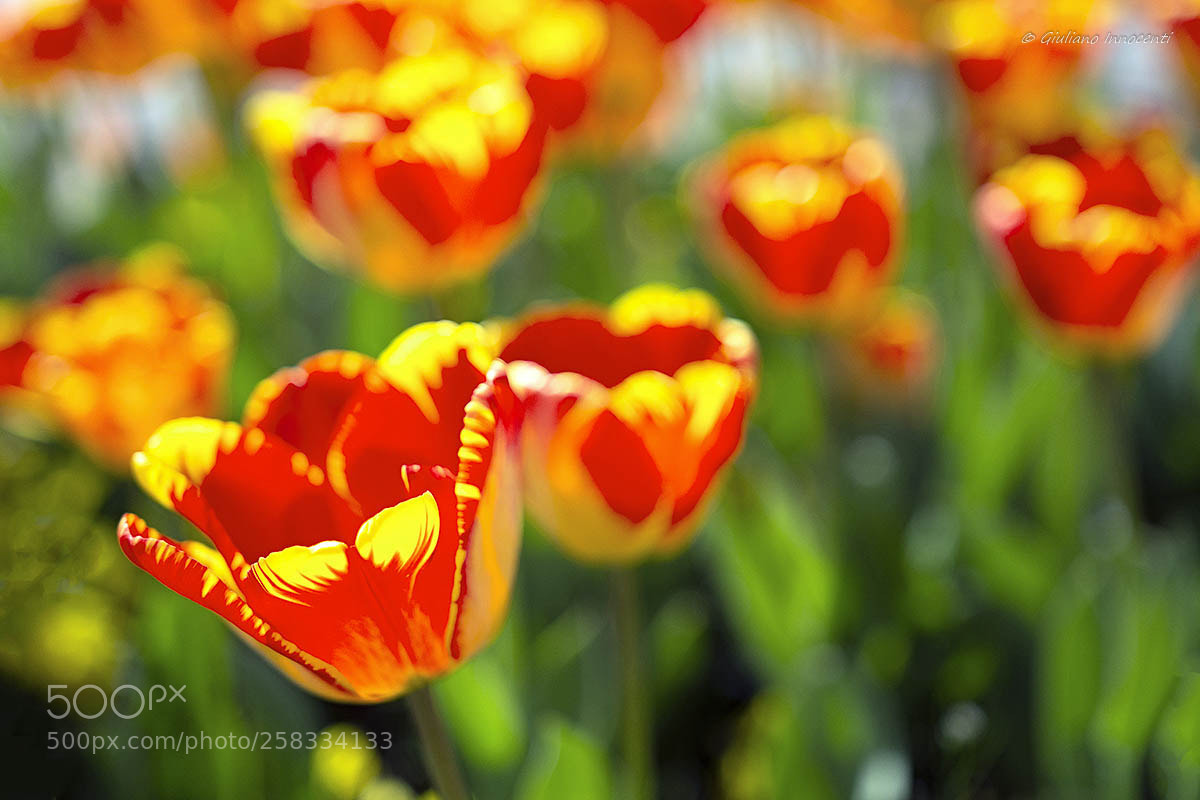 Nikon D7200 sample photo. Yellow and red photography