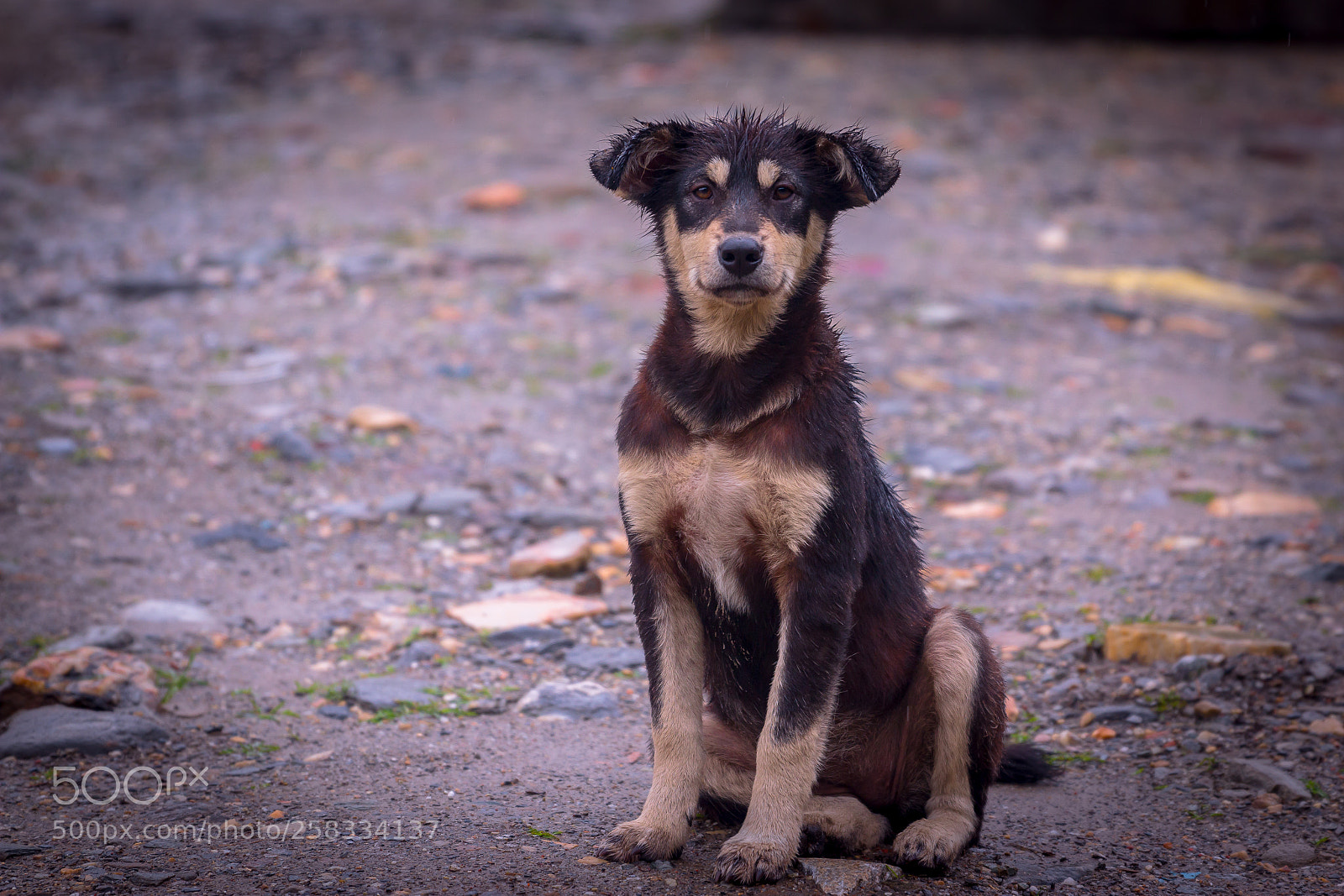 Canon EOS 70D sample photo. Puppy photography