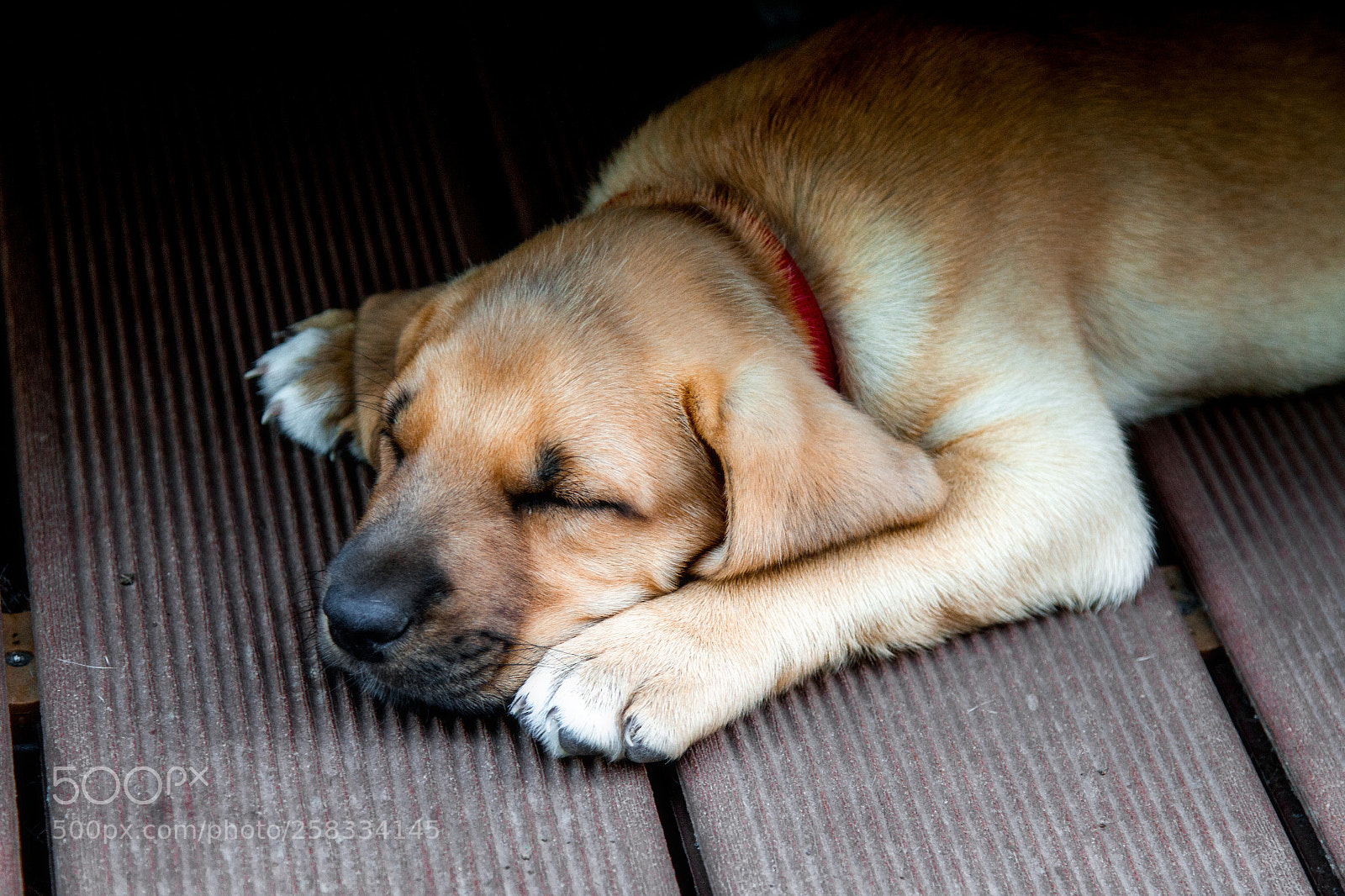 Canon EOS 7D sample photo. Broholmer baby photography