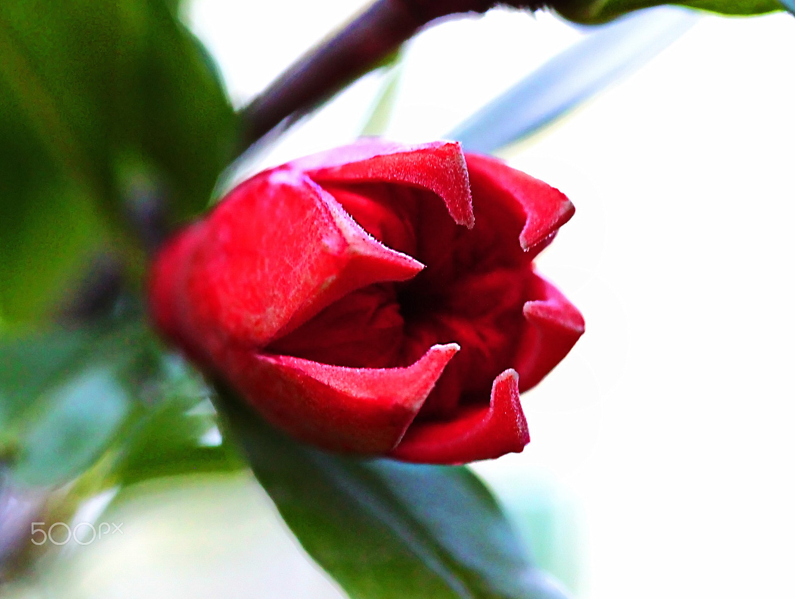 Canon EOS 500D (EOS Rebel T1i / EOS Kiss X3) sample photo. Opening... photography
