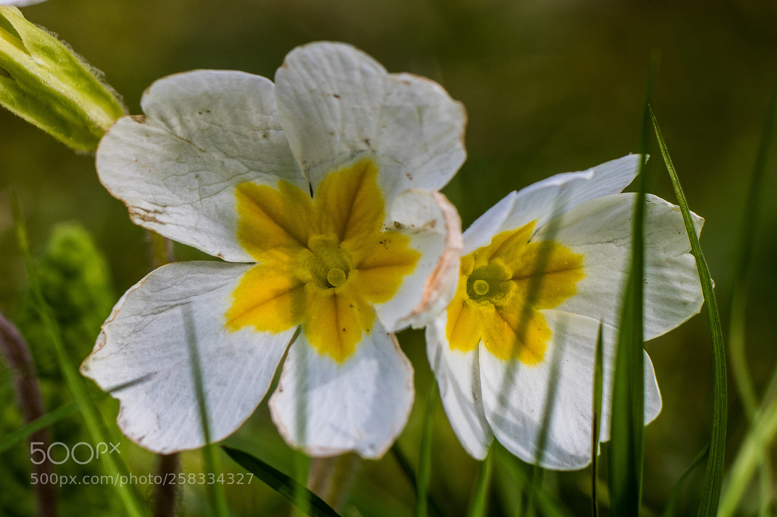Canon EOS 760D (EOS Rebel T6s / EOS 8000D) sample photo. Souvenir de printemps photography