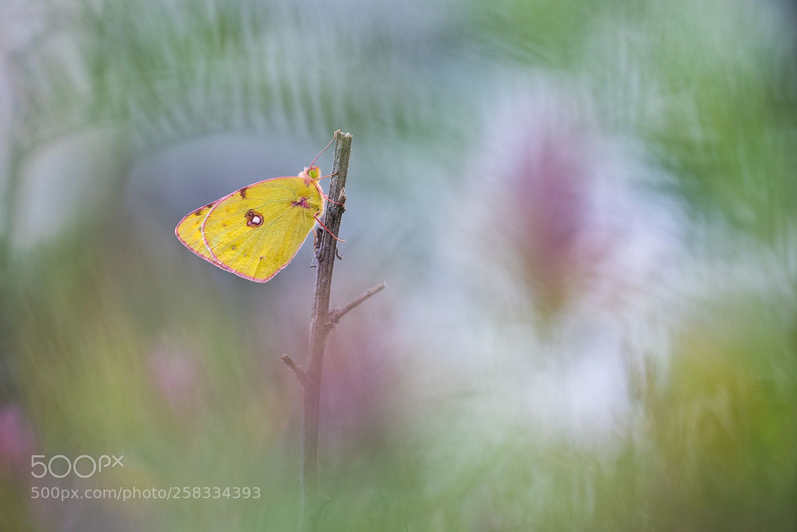 Nikon D750 sample photo. Butterfly photography