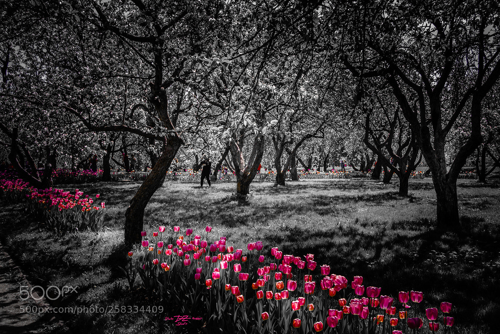 Canon EOS 50D sample photo. Tulips in the park photography