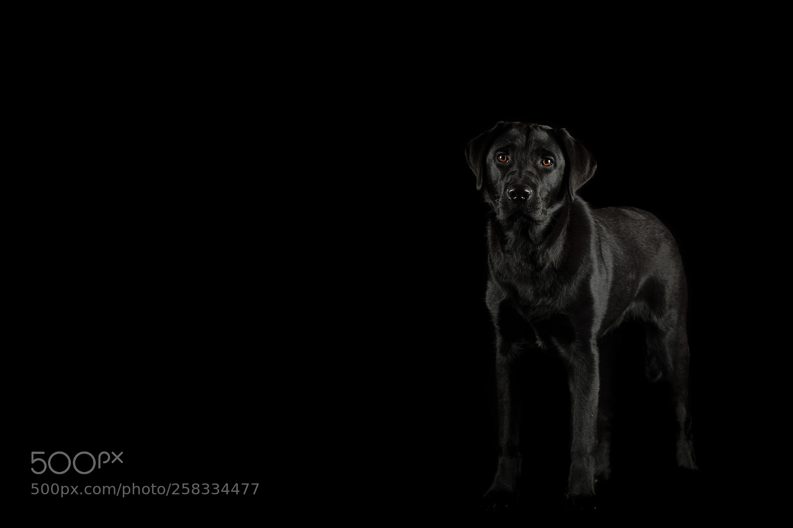 Canon EOS-1D X Mark II sample photo. Fife photography
