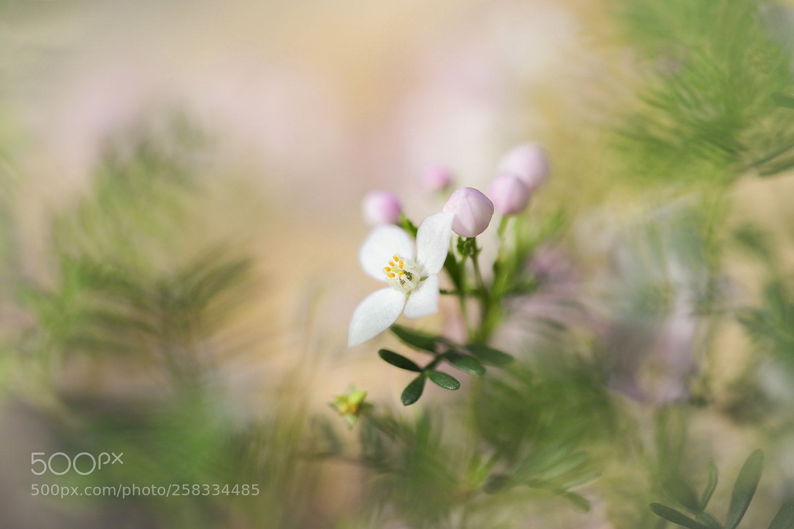 Canon EOS 5D Mark IV sample photo. Painted by nature photography