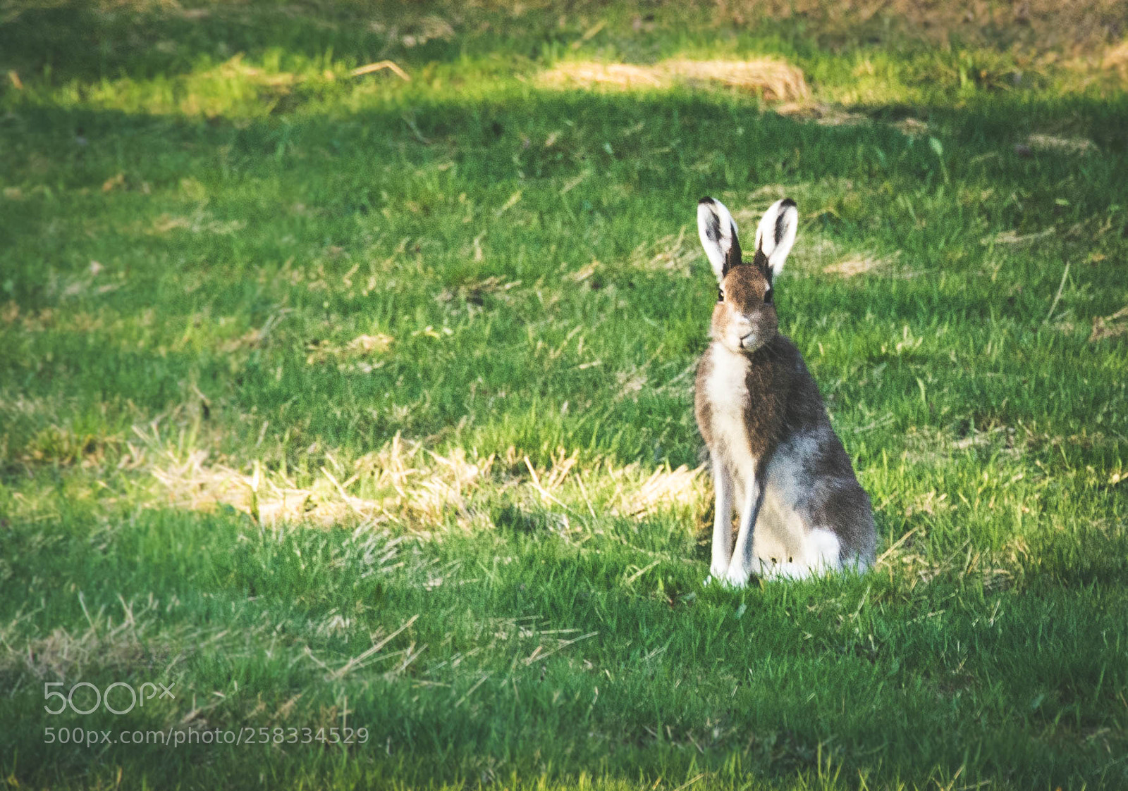 Nikon D7100 sample photo. Hare photography