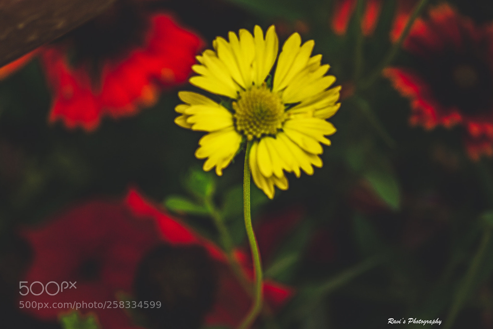 Nikon D5300 sample photo. A yellow flower photography