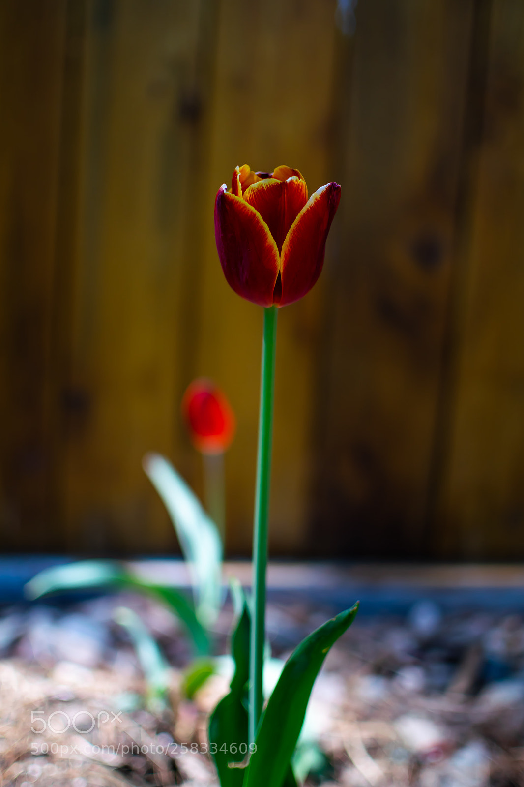 Nikon D5300 sample photo. Untitled photography