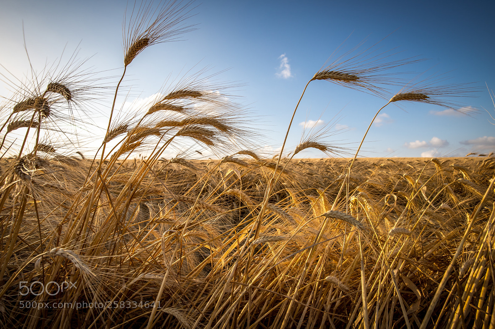 Canon EOS 6D Mark II sample photo. Harvest is coming photography