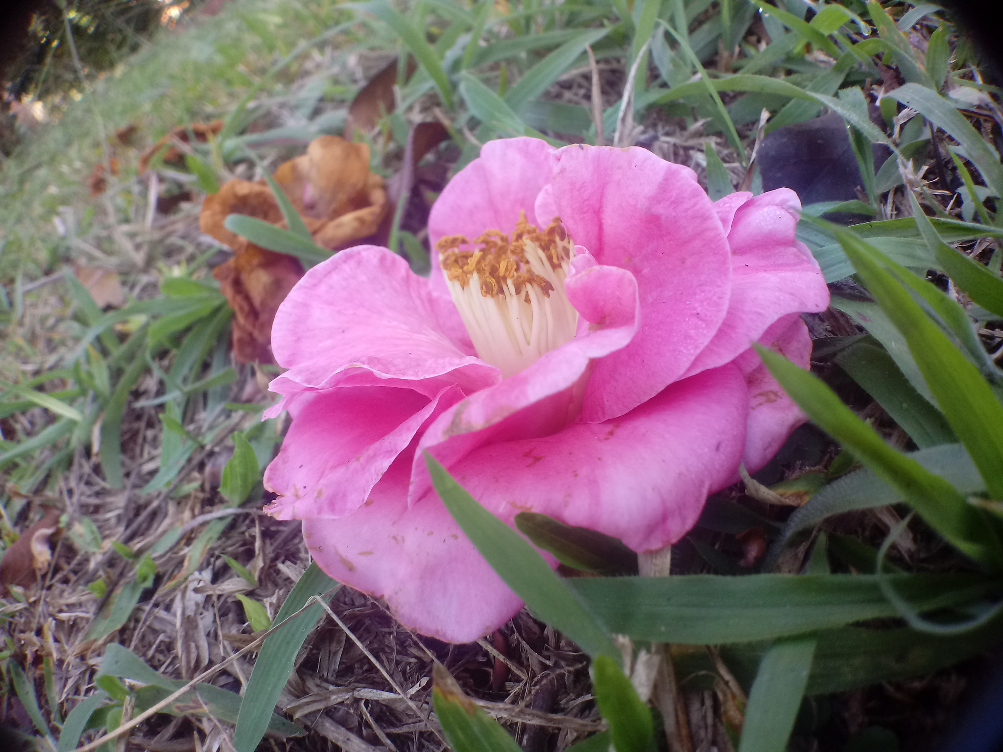 LG K10 (2017) sample photo