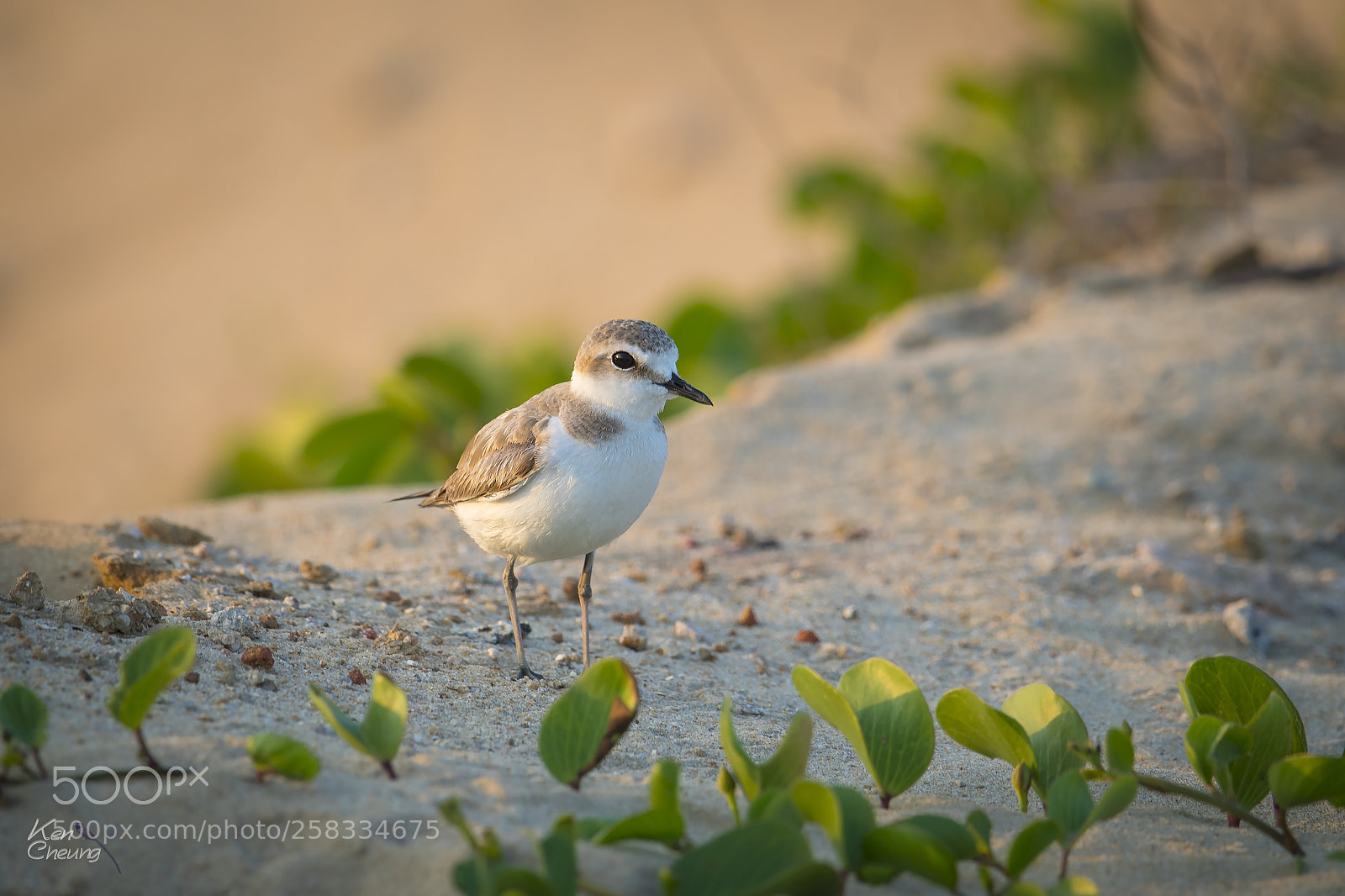 Canon EOS-1D X Mark II sample photo. Charadrius alexandrinus photography