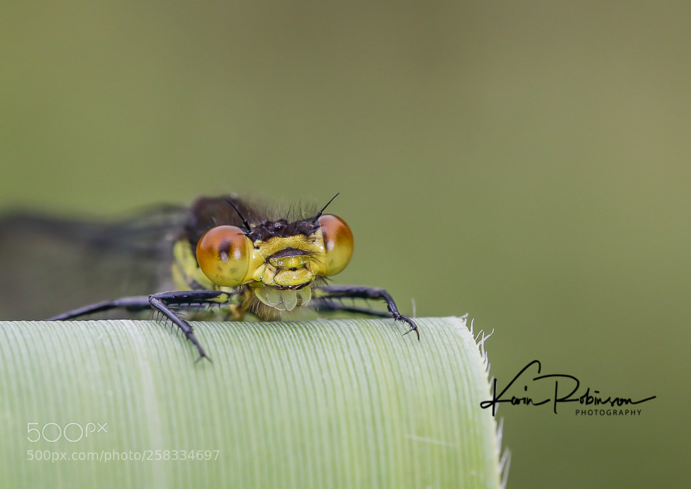 Canon EOS 7D Mark II sample photo. Dm photography