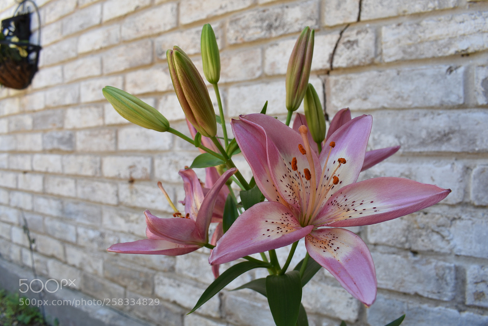 Nikon D3400 sample photo. Untitled photography