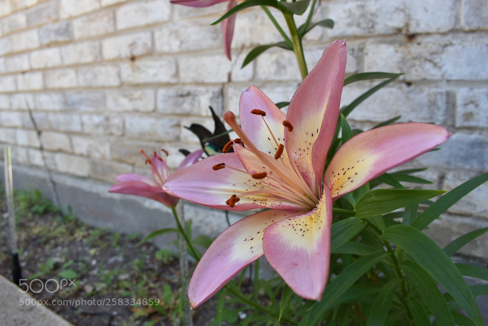 Nikon D3400 sample photo. Untitled photography