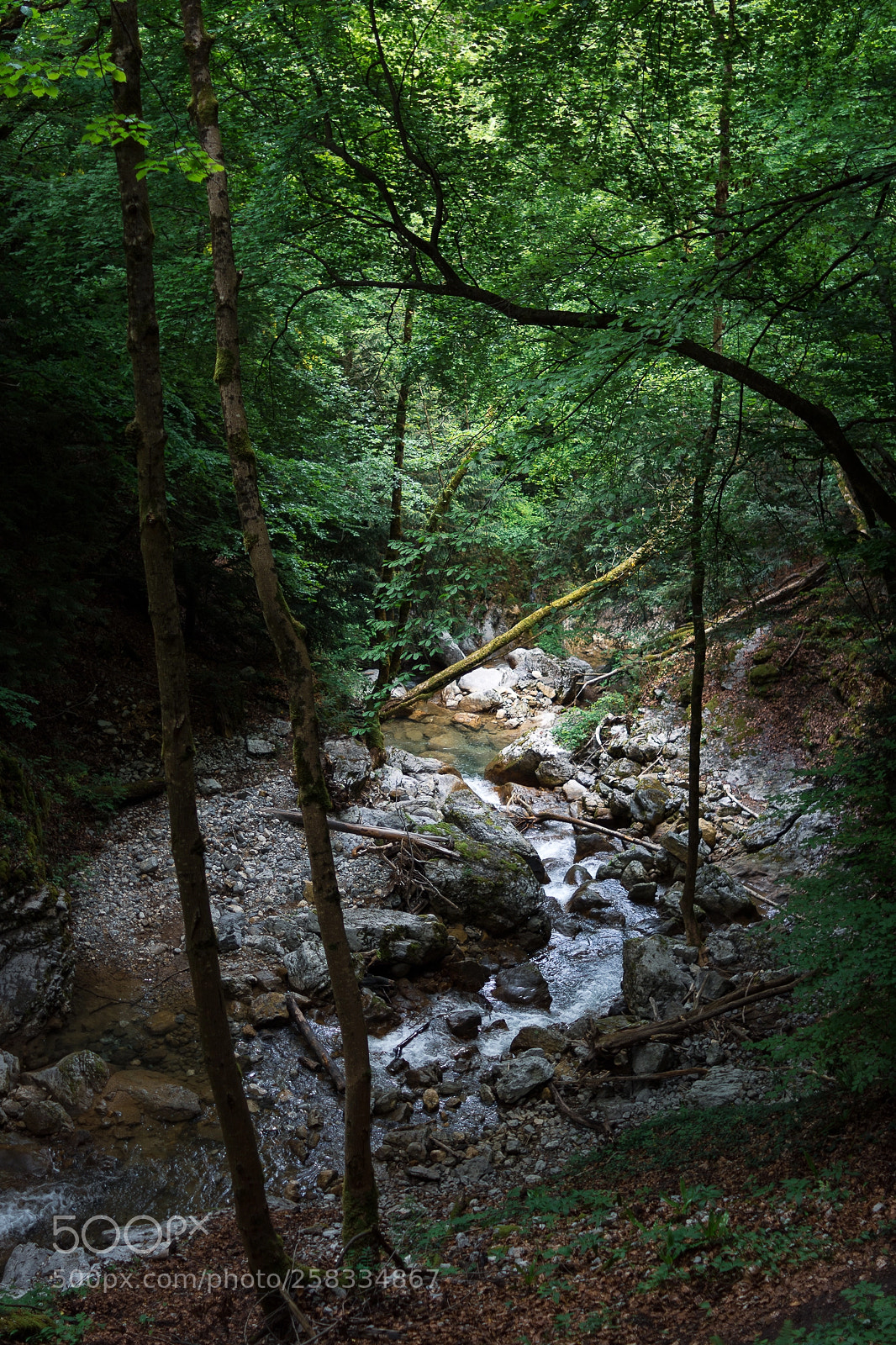 Nikon D7200 sample photo. En vie ... photography