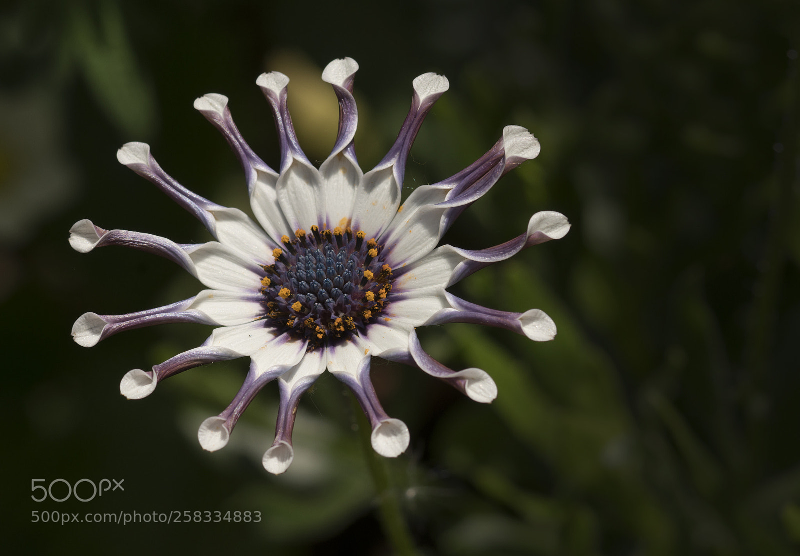 Sony a7R II sample photo. Osteospermum whirligig photography