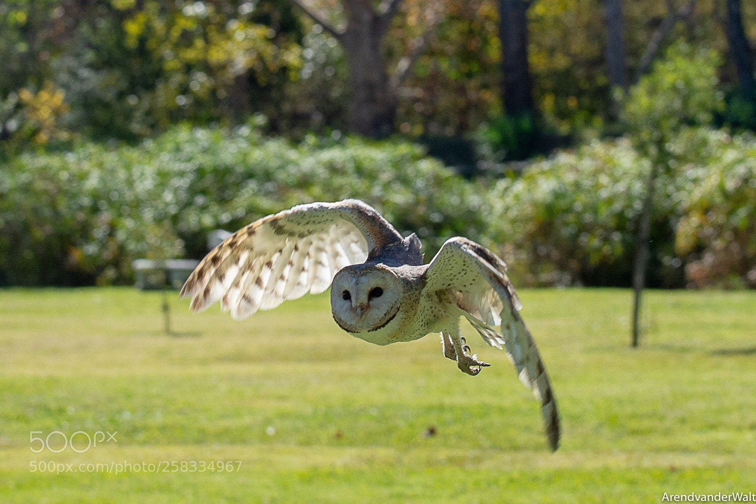Nikon D7200 sample photo. Barn owl photography