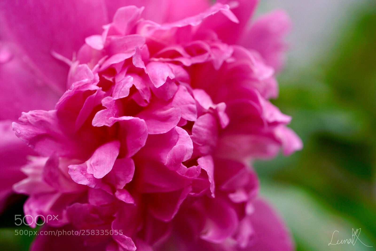 Sony a7R II sample photo. Crying peony in the photography