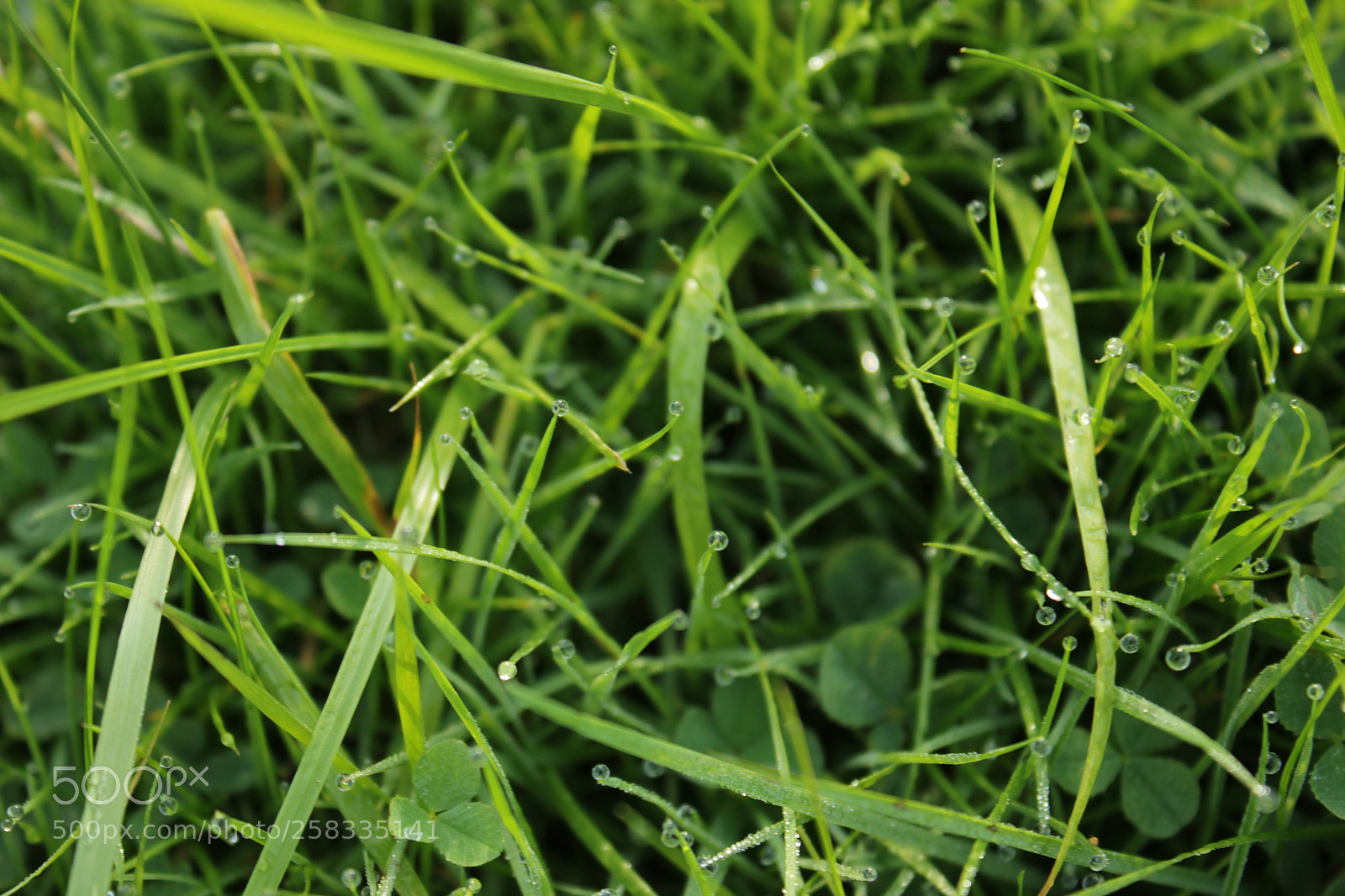 Canon EF-S 18-55mm F3.5-5.6 IS sample photo. Morning dew photography