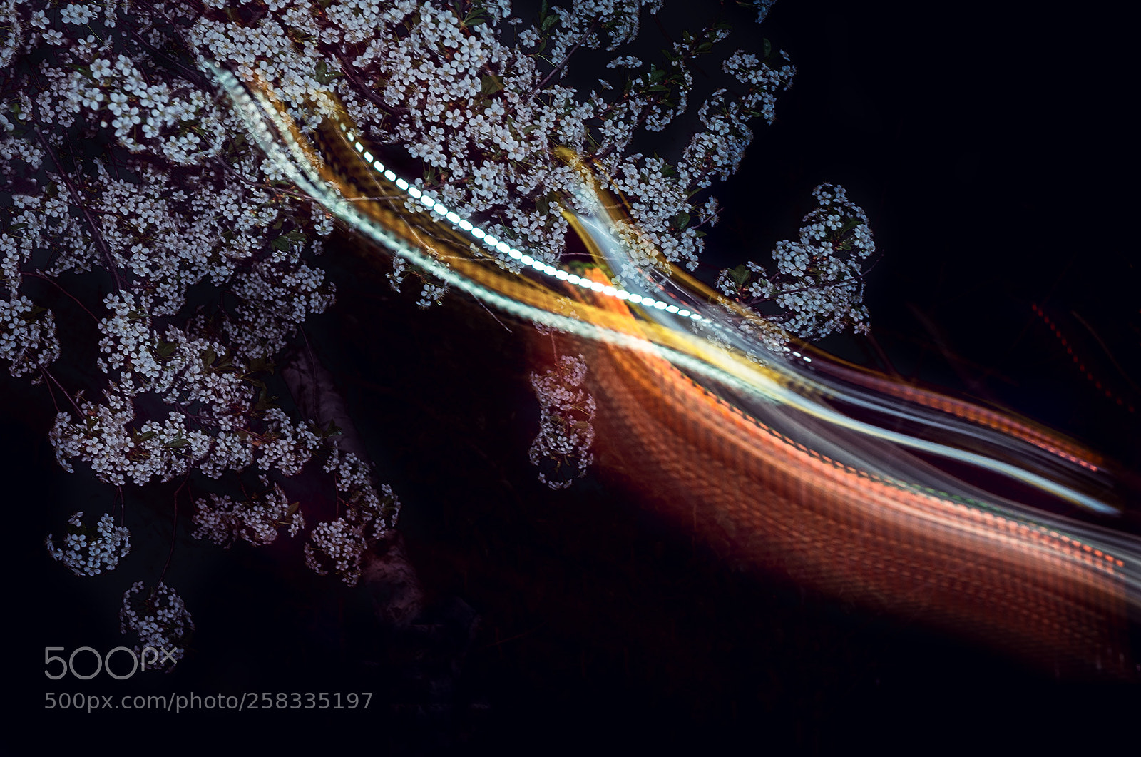 Nikon D610 sample photo. Blooming in the night photography