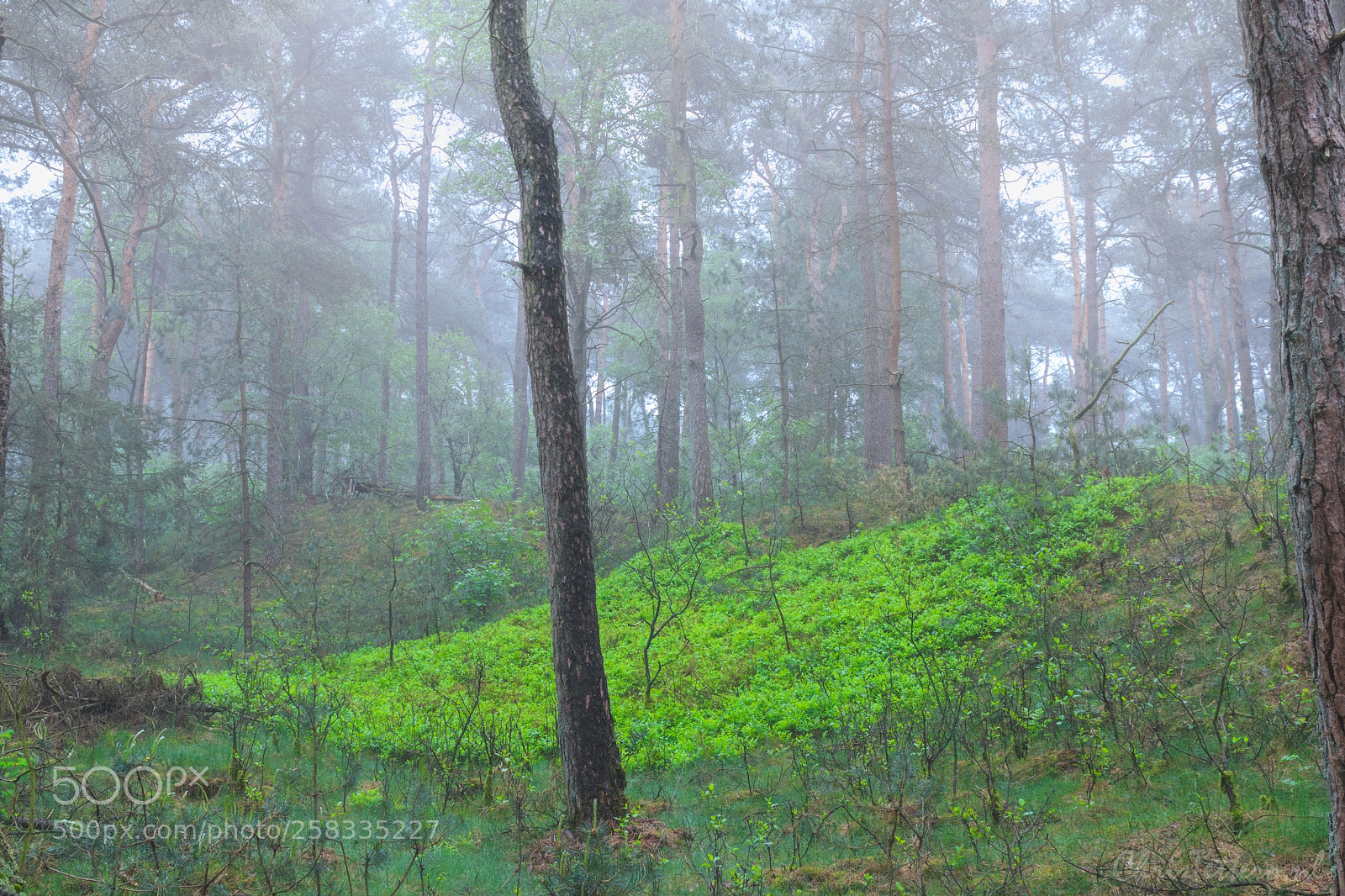 Canon EOS 80D sample photo. Fresh green in the photography