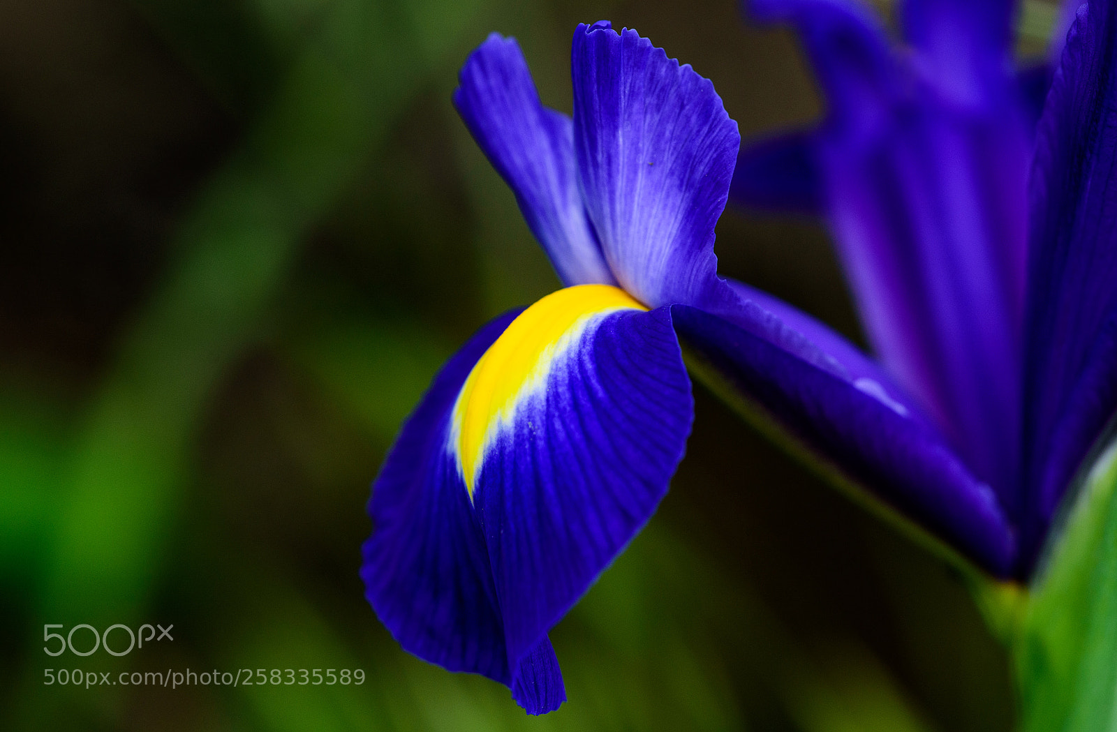 Nikon D750 sample photo. Iris photography