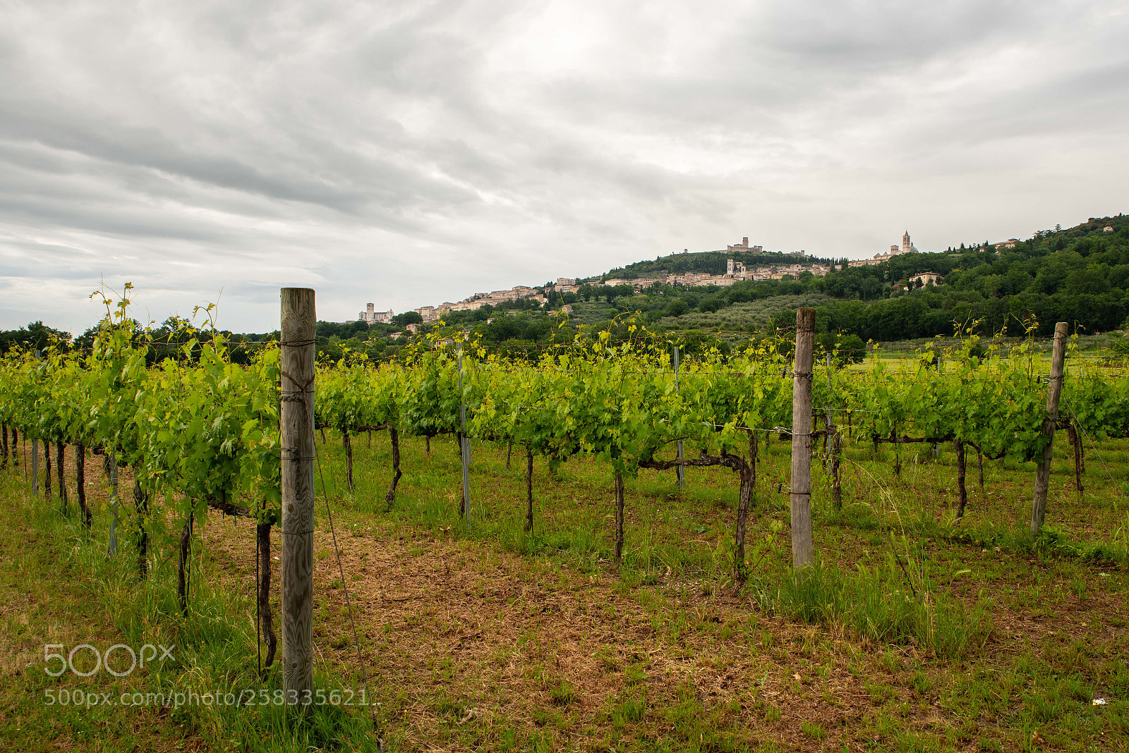 Nikon D750 sample photo. Vitigni umbri photography