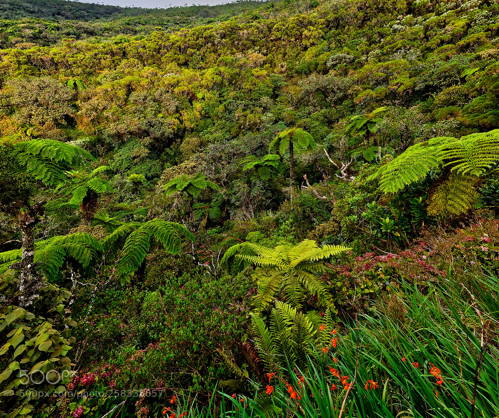 Nikon D7000 sample photo. Foret de foug res photography