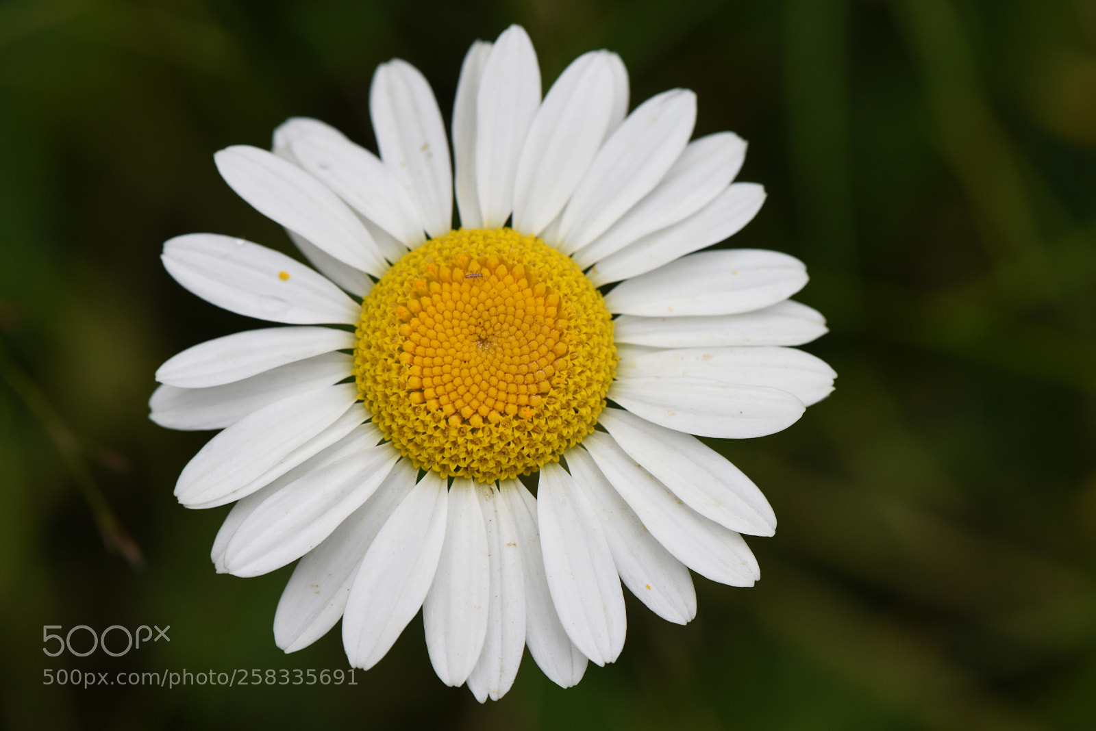Nikon D810 sample photo. My flower photography