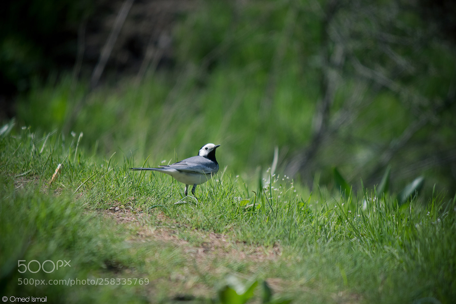 Canon EOS 600D (Rebel EOS T3i / EOS Kiss X5) sample photo. Sittidae (nuthatch) photography