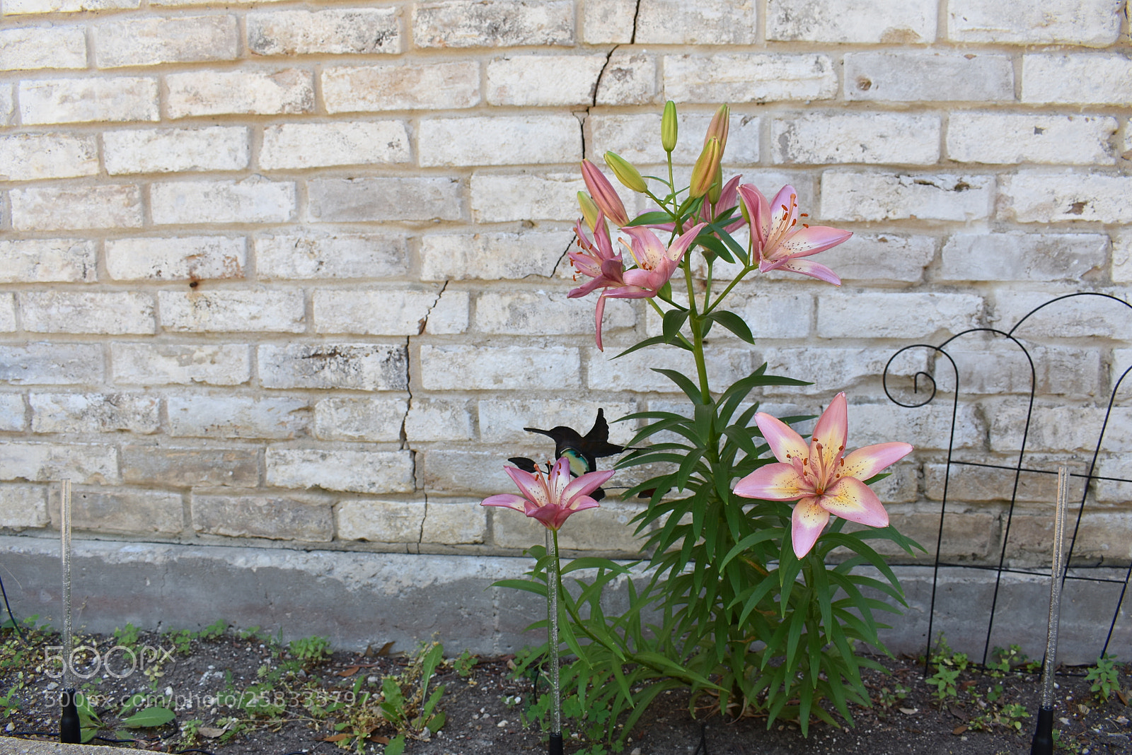 Nikon D3400 sample photo. Untitled photography