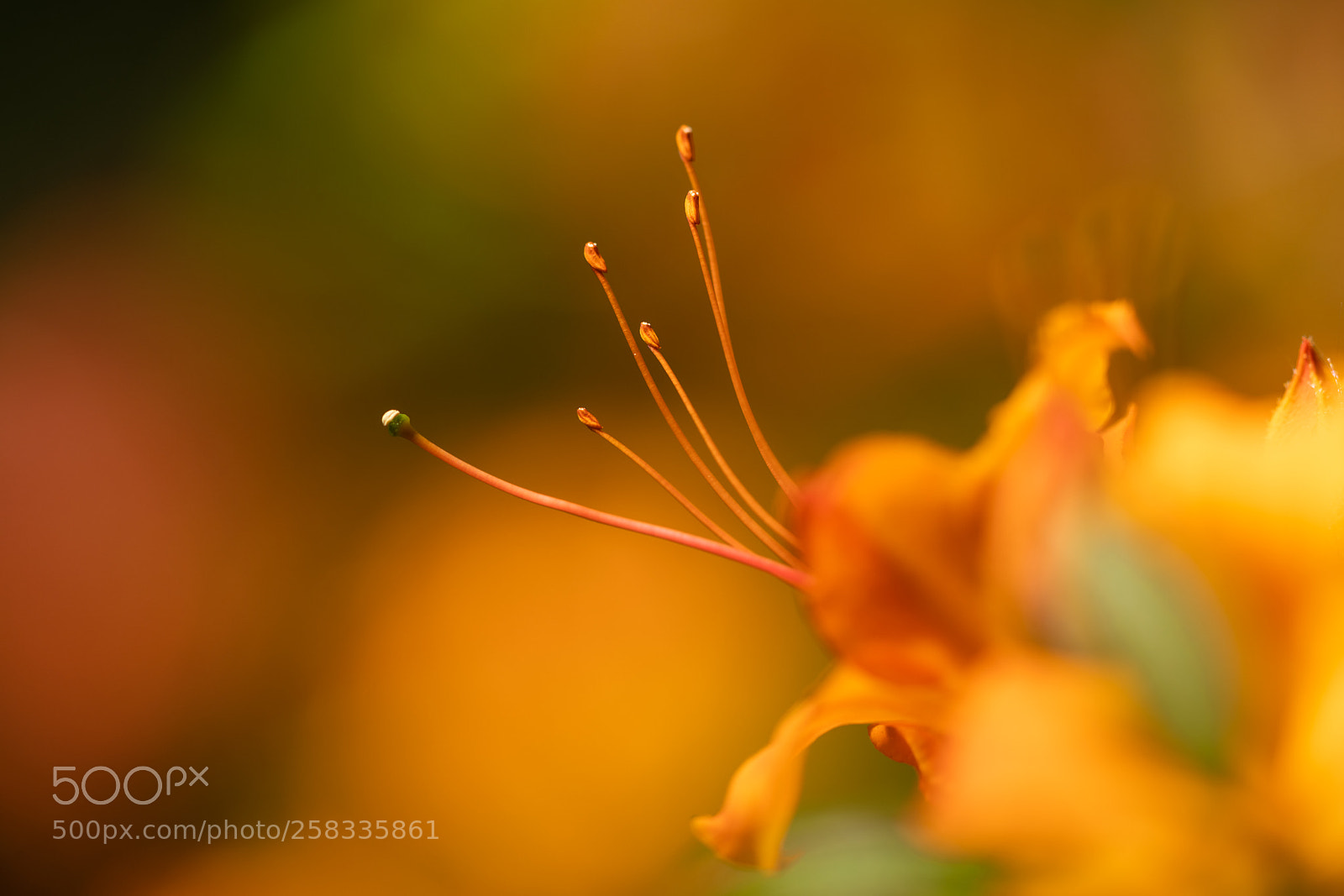 Sony a7R II sample photo. Tentacles photography