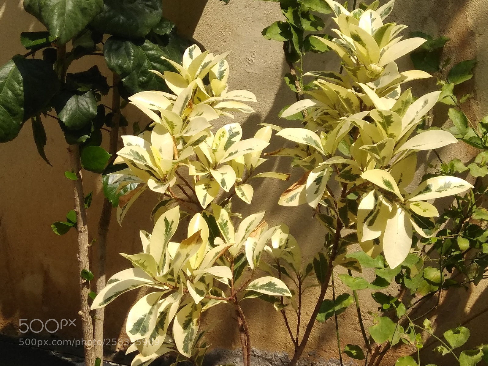 Xiaomi Redmi Note 4 sample photo. Untitled photography