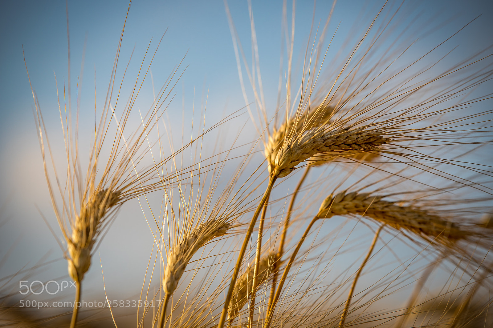 Canon EOS 6D Mark II sample photo. Wheat photography