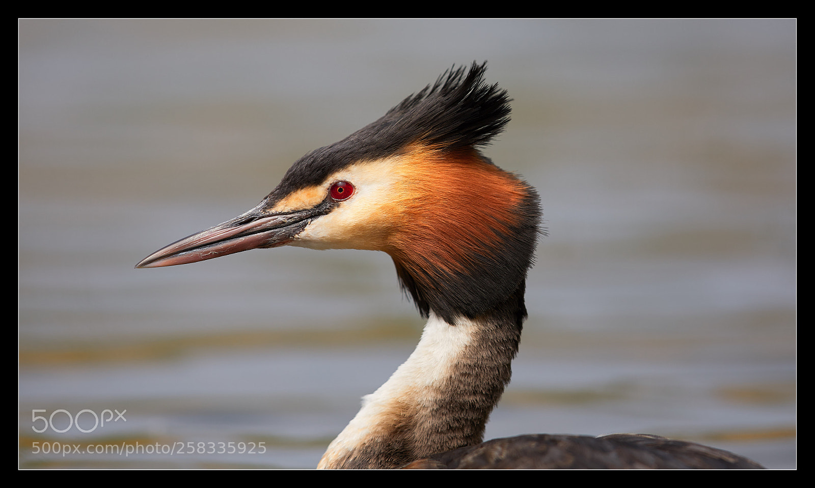 Canon EOS 5D Mark IV sample photo. Grèbe portrait photography