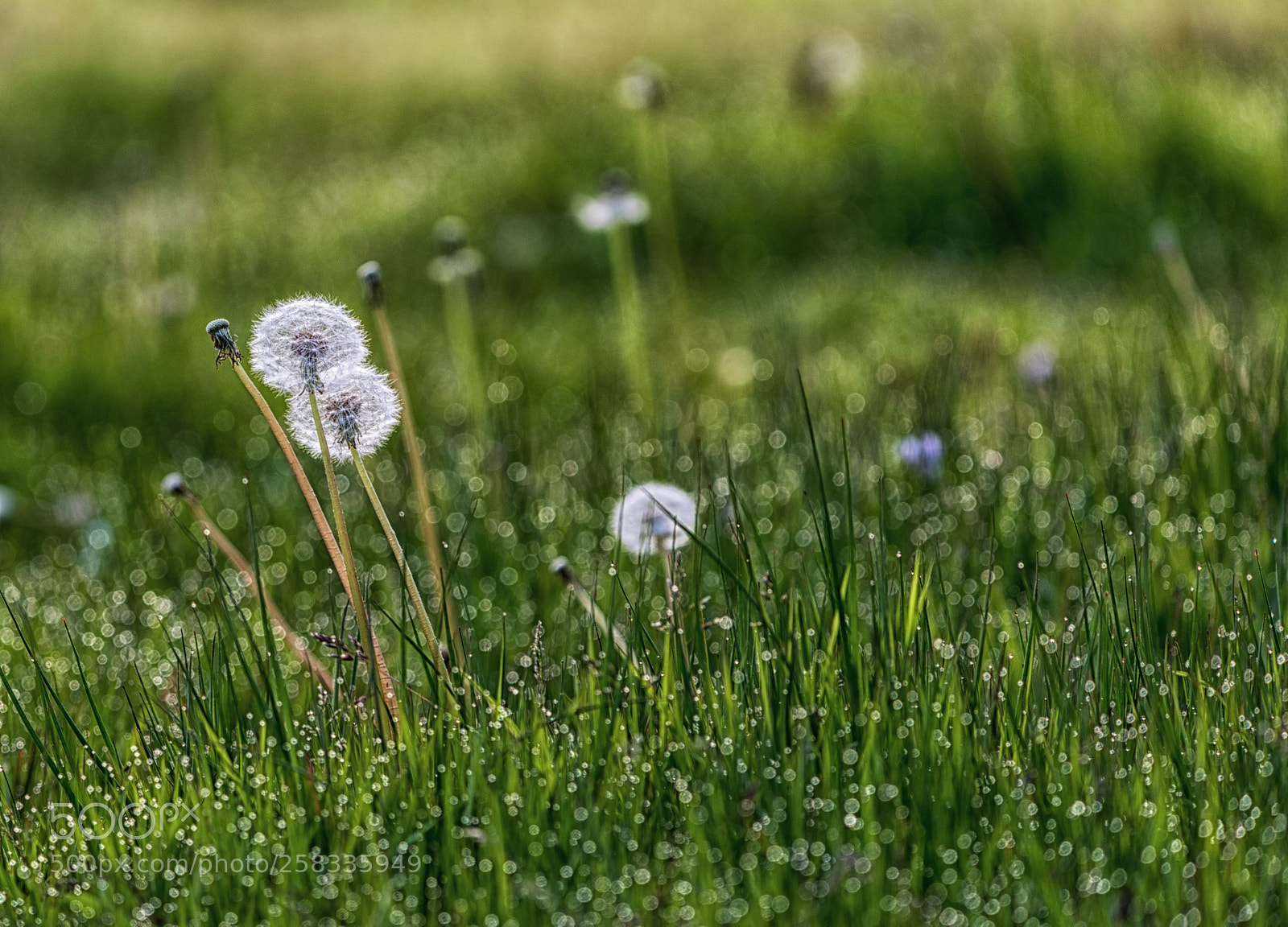 Nikon D750 sample photo. 2+1 photography