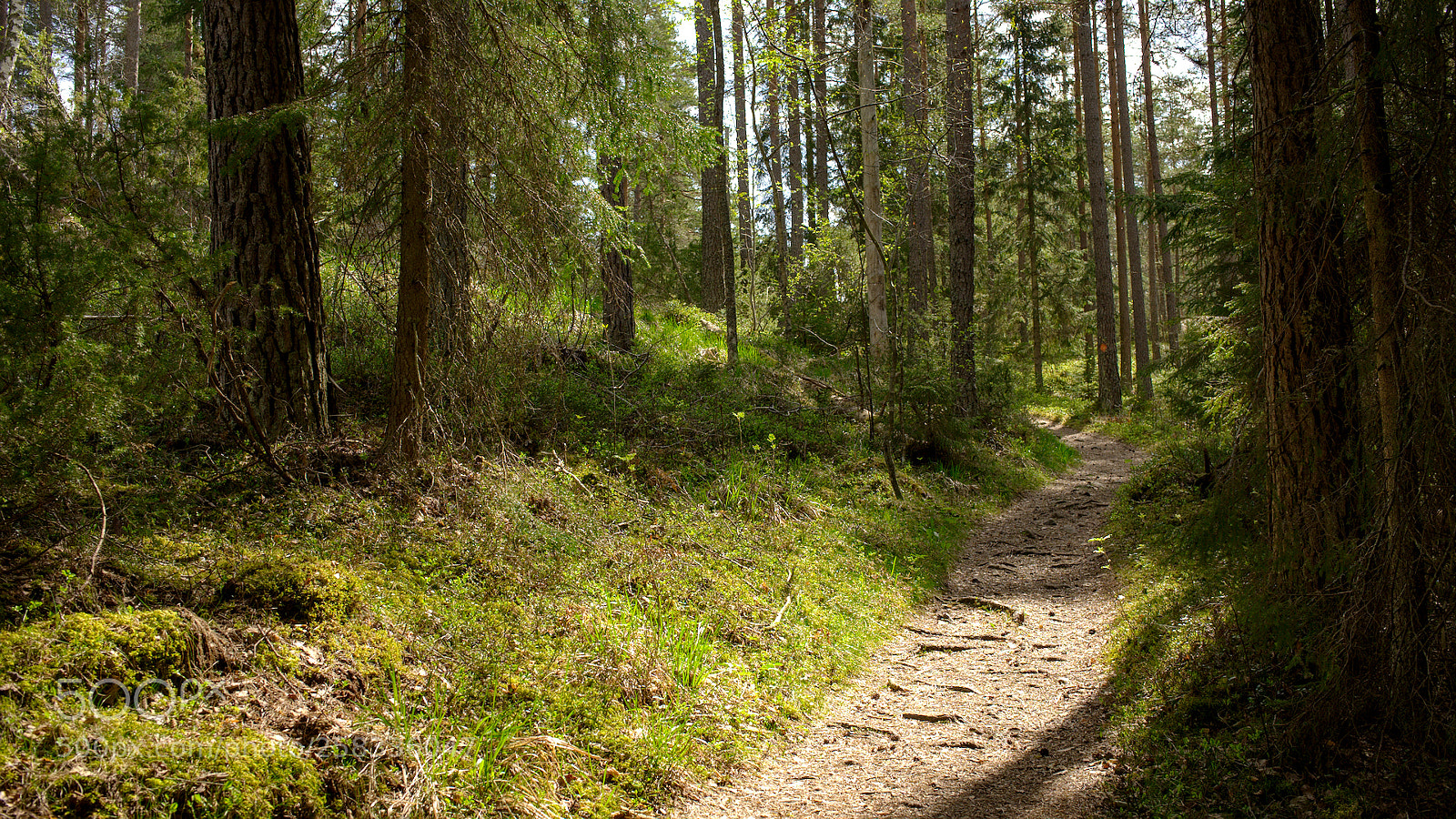 Nikon D700 sample photo. Trail photography