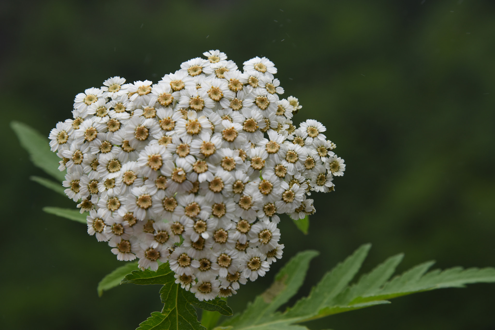Nikon AF-S Nikkor 24-120mm F4G ED VR sample photo. My flower photography