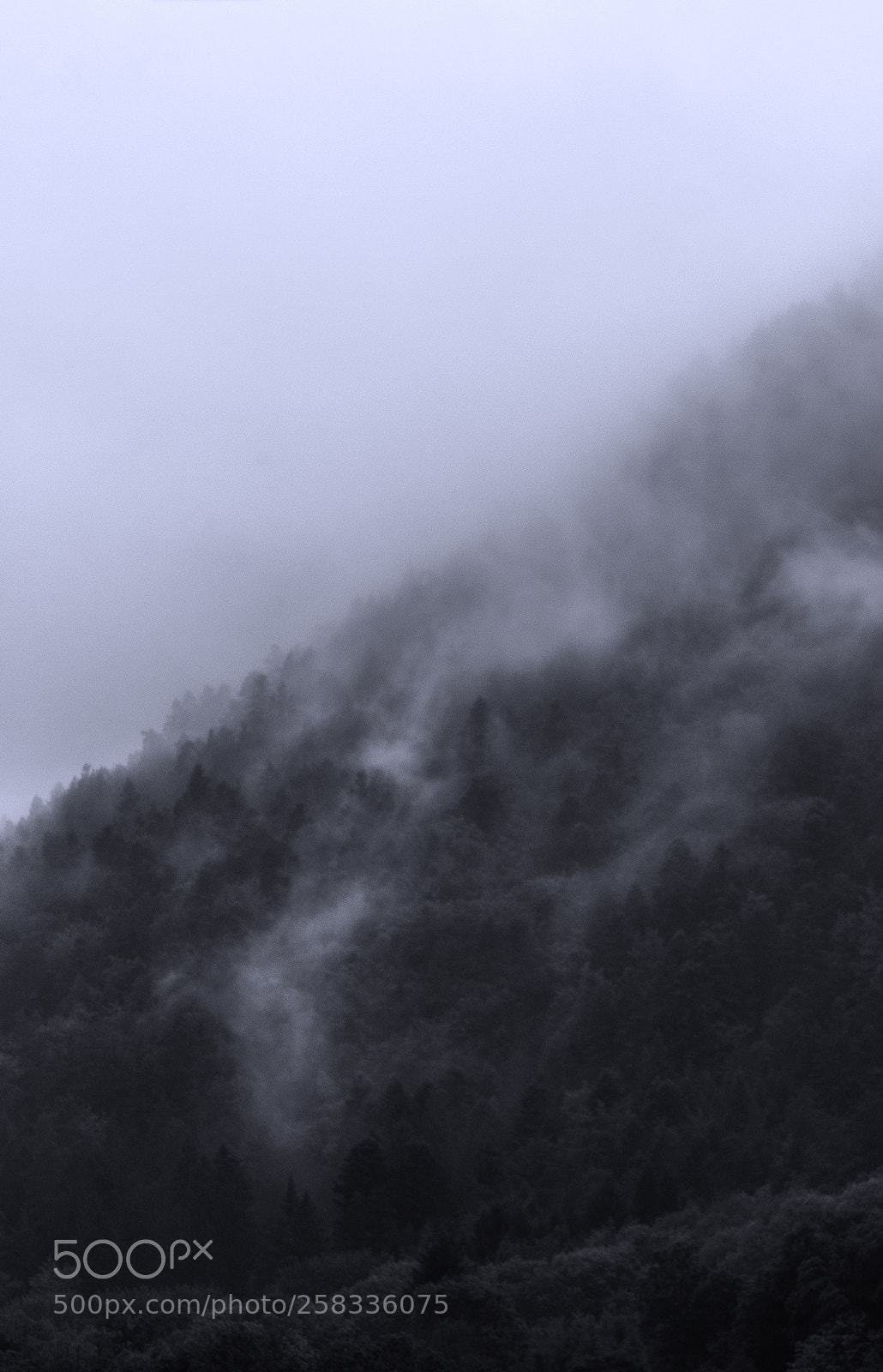 Canon EOS 7D Mark II sample photo. Fir and clouds photography
