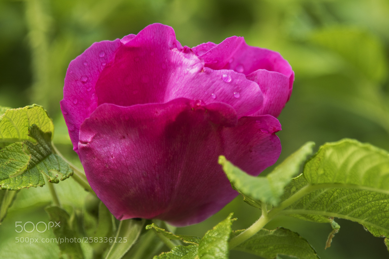 Canon EOS 7D Mark II sample photo. Blume photography