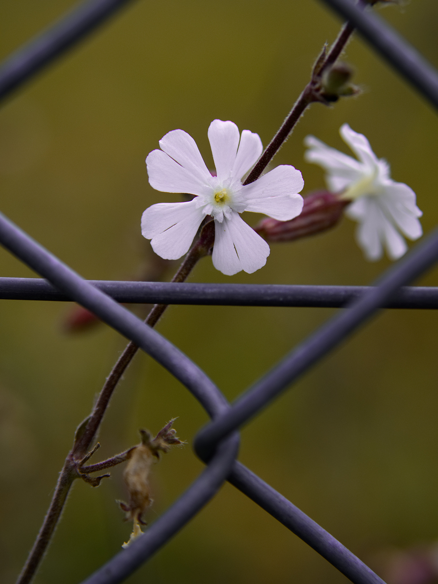 Panasonic Lumix DC-GX9 sample photo. Un printemps sous la pluie photography