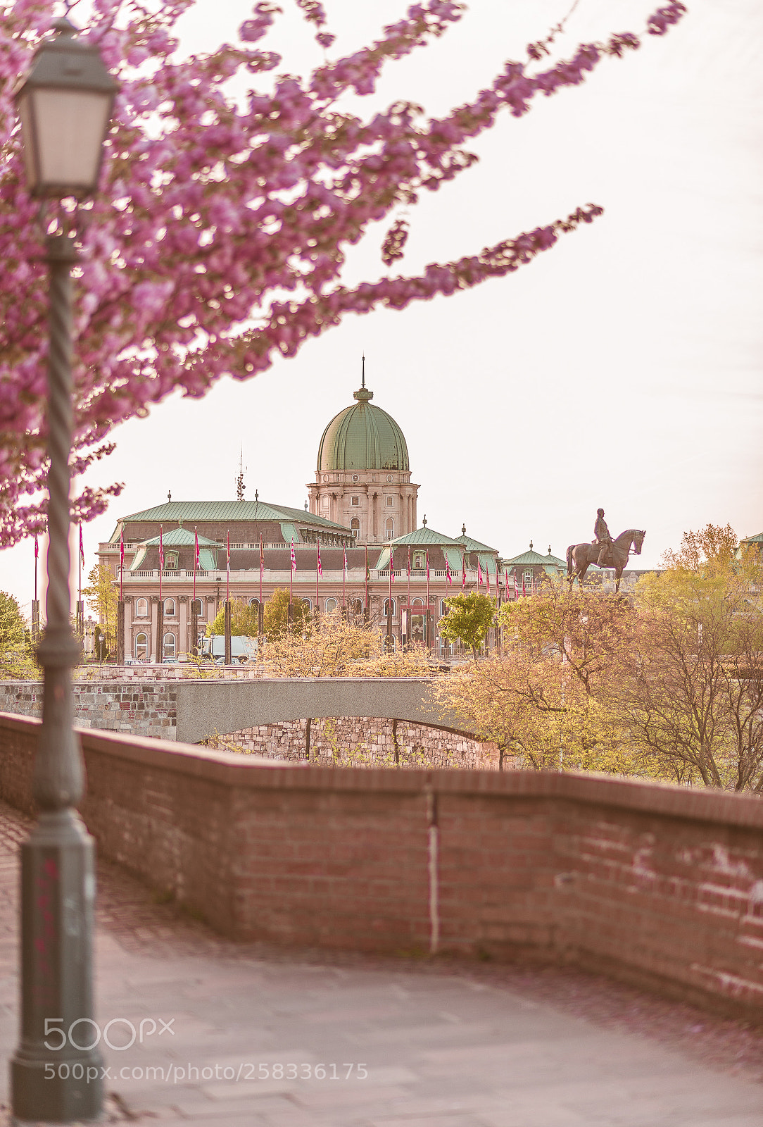 Nikon D610 sample photo. Cherry blossom photography
