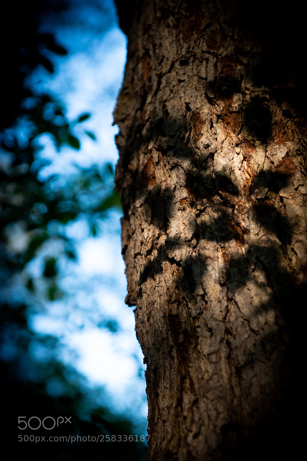 Sony a99 II sample photo. Shadow leaves photography