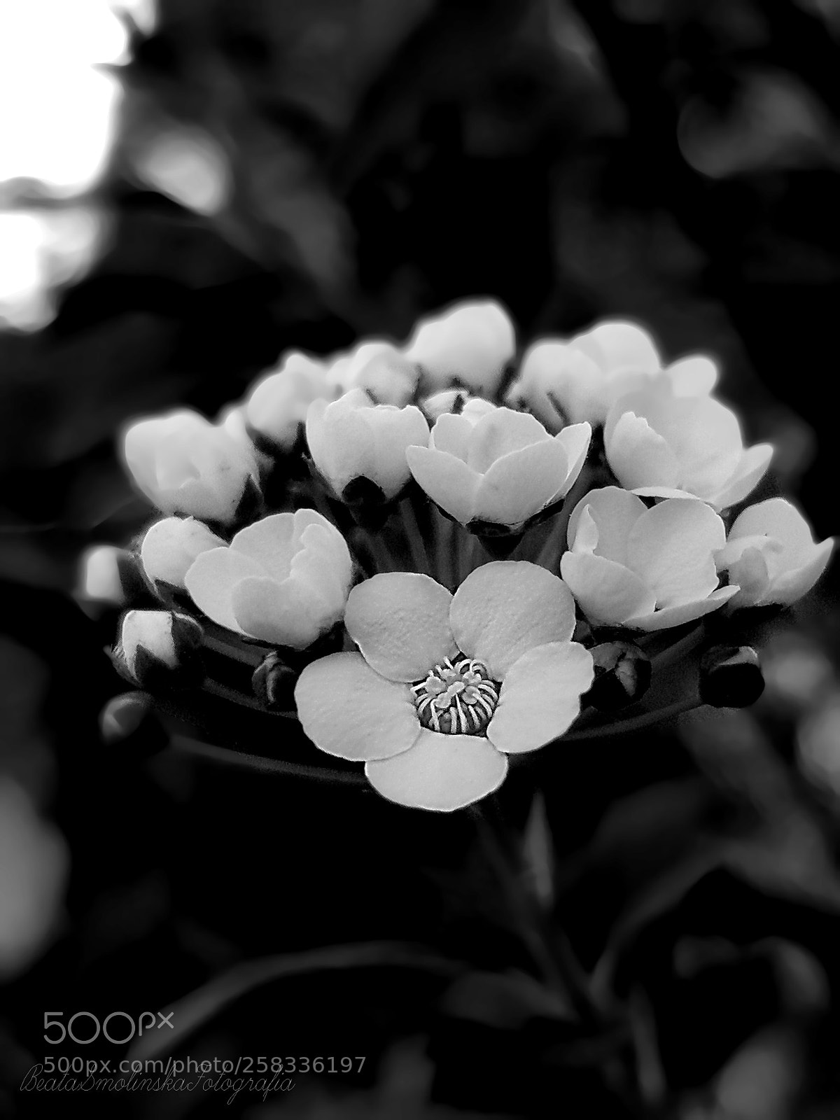 Samsung Galaxy S8 sample photo. Untitled photography